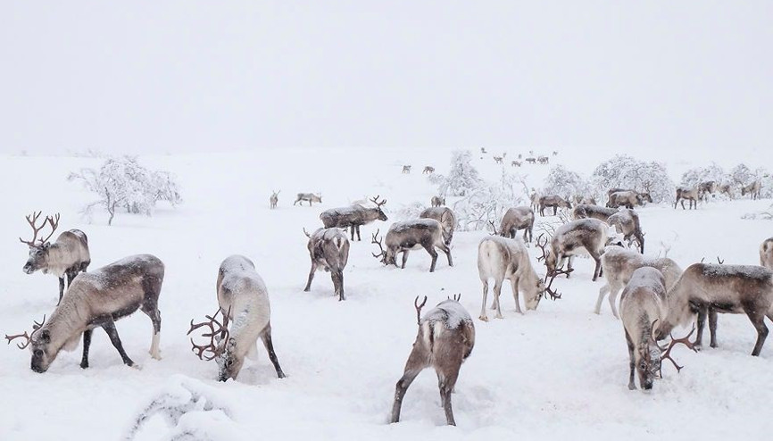 Eksi 35 derecede Ren geyiklerinin izinde