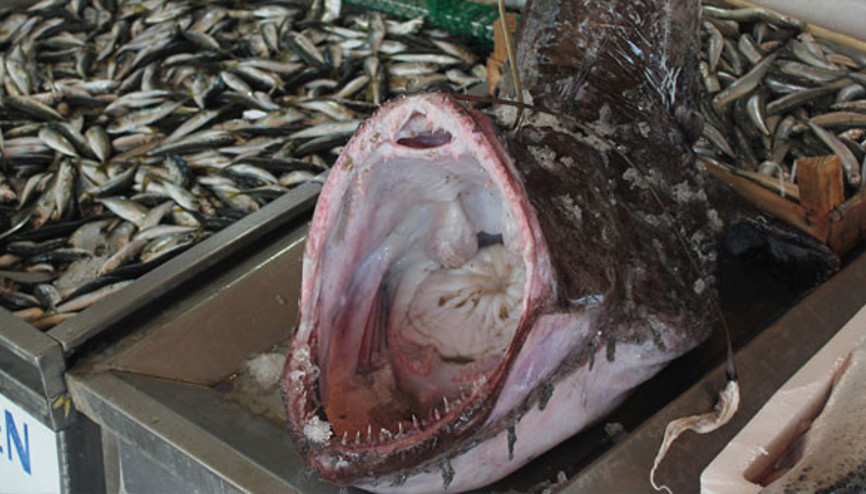 Marmaradan çıkan dev fener balığı şaşırttı