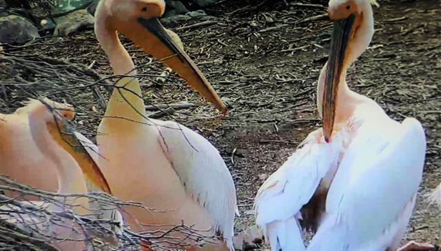 Pelikanlar bu yıl 2 ay erken geldi