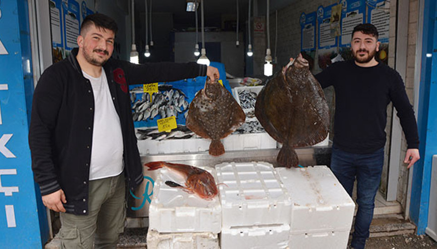 12 kiloluk dev kalkan balığı 1200 TL