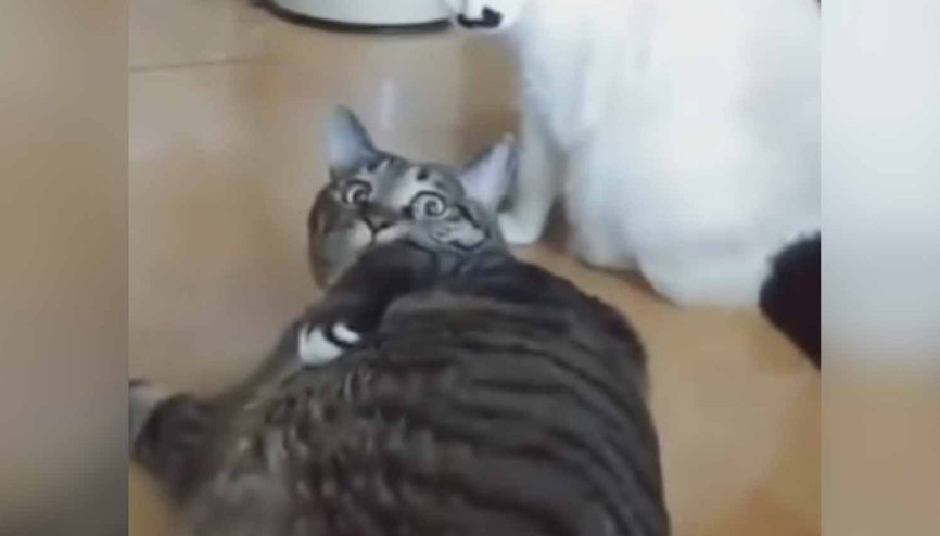 Obez kedi yere yatarak kavgayı durdurdu