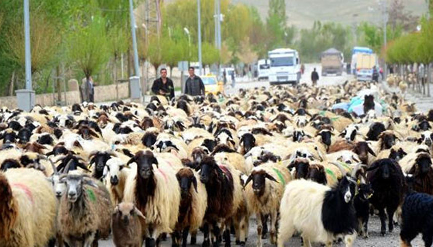 Koyun ve keçi için seferberlik çağrısı