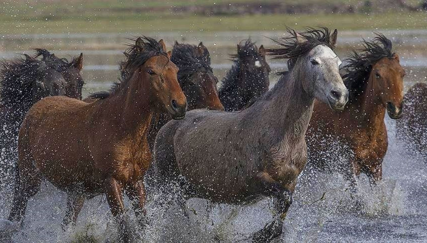 Erciyesteki yılkı atları fotoğrafçıların yeni gözdesi
