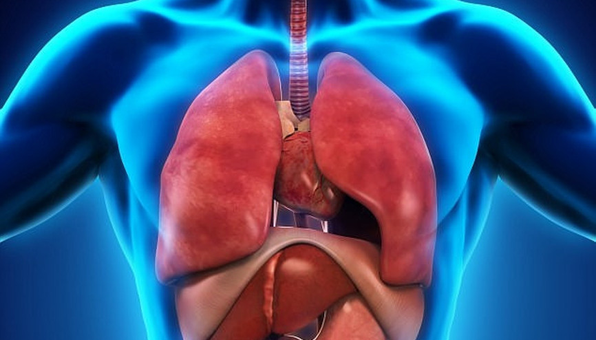 İnsan vücudunda yeni bir organ keşfedildi: İnterstitiyum