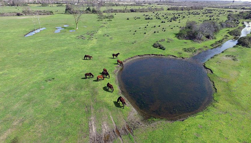 Kızılırmak Deltasında bahar hareketliliği