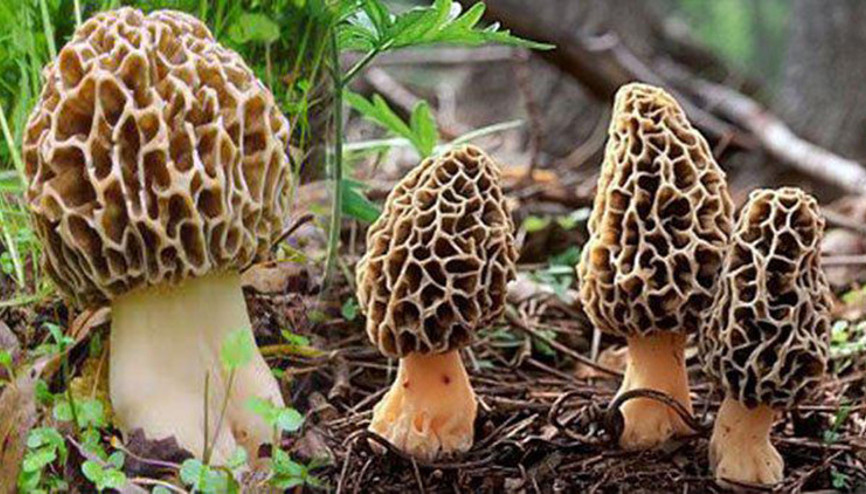 Kazdağları’nda toplanıyor, gramla satılıyor