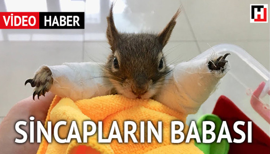 Sincapların babası