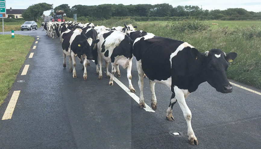 Ucuz et için yöntem: Akın akın Türkiyeye geliyorlar