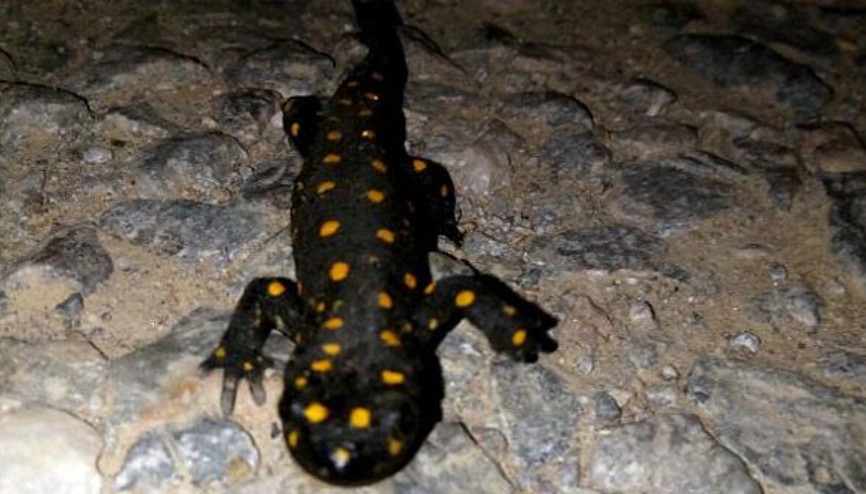 Mutkide benekli Anadolu semenderi görüntülendi