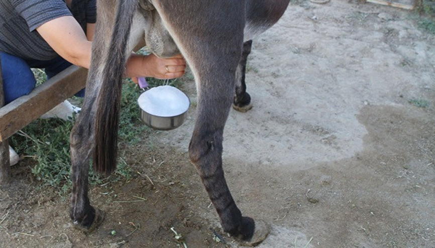 Eşek sütünü 100 liraya satıyor Talebe yetişemiyor