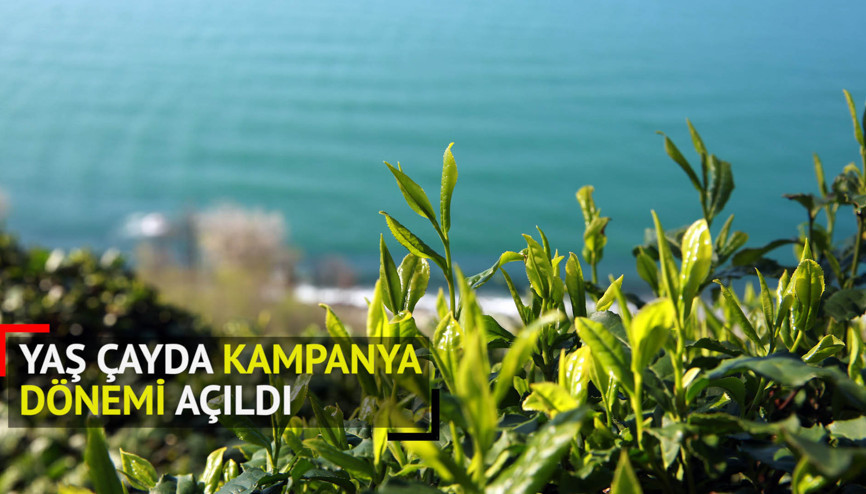 Yaş çayda kampanya dönemi tarihi kota ile açıldı