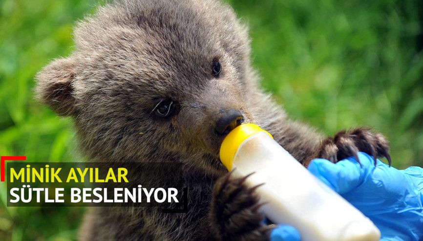 Ayı barınağının 3 yavrusu kefir ve balla besleniyor
