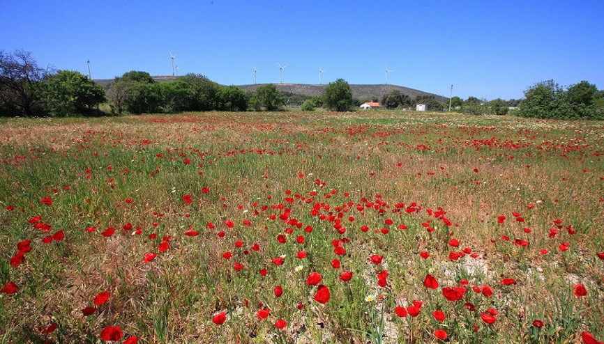 Alaçatı’da ‘farklı’ bir gün
