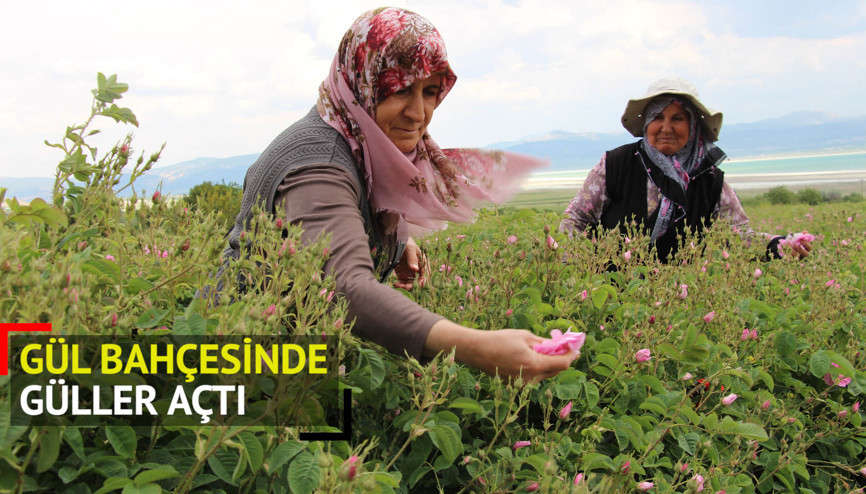 Türkiyenin gül bahçesi Ispartada güller açtı