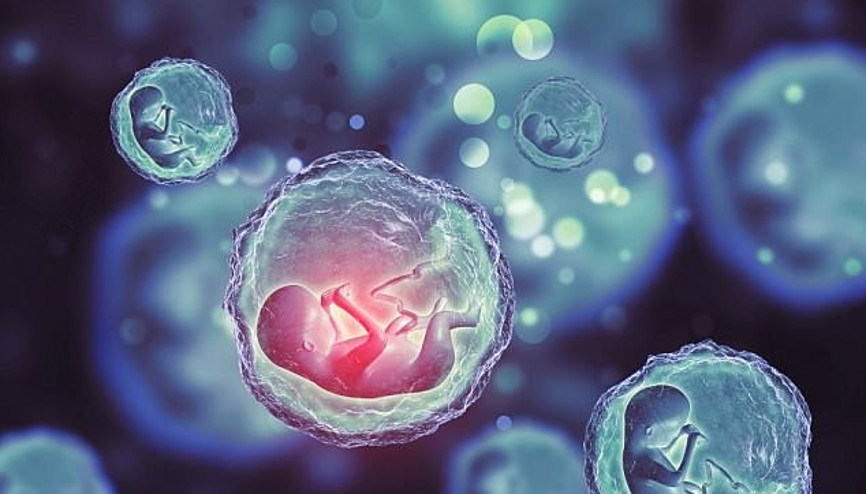 Sperm ve yumurta olmadan embriyo üretildi