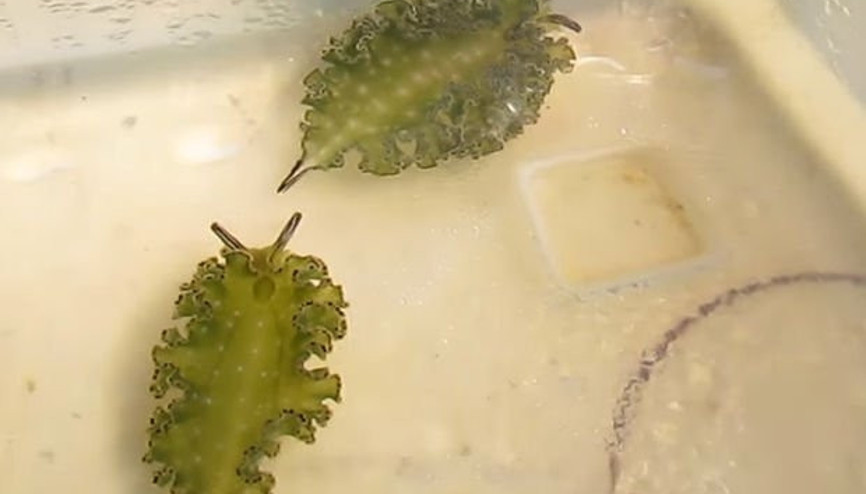 Fotosentez yapabilen hayvan türü keşfedildi