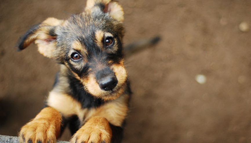 Sürpriz değil: Hayvanlar mental problemleri olan insanlara iyi geliyor