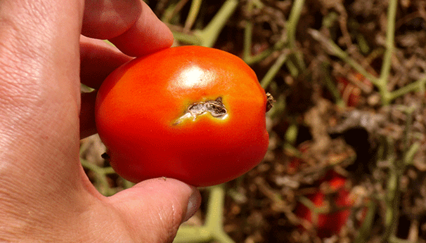 ANKARA’YA ‘TUTA’ ÇAĞRISI