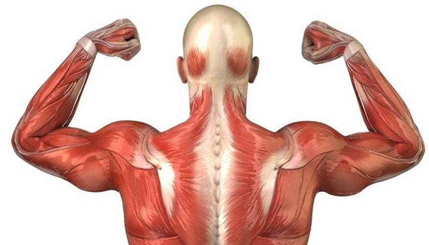 Kas hafızası diye bir şey gerçekten var mı