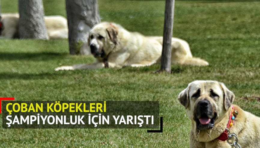 Çoban köpekleri, Türkiye şampiyonası için yarıştı