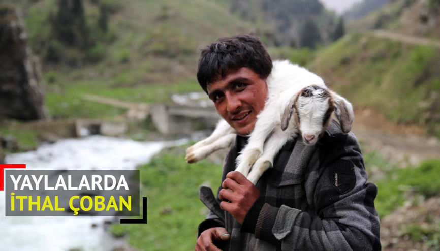Rize yaylalarında ithal çoban işe başladı