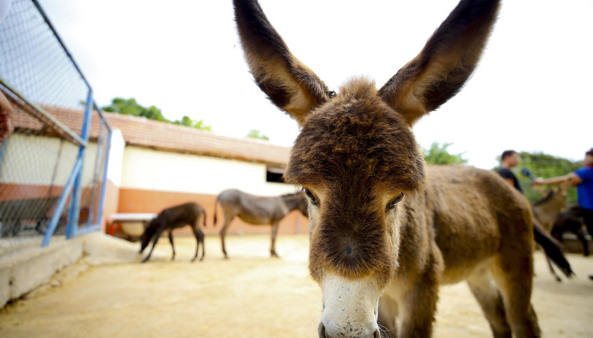 Turist gezdirdiği eşeklerin artık sütünden kazanıyor