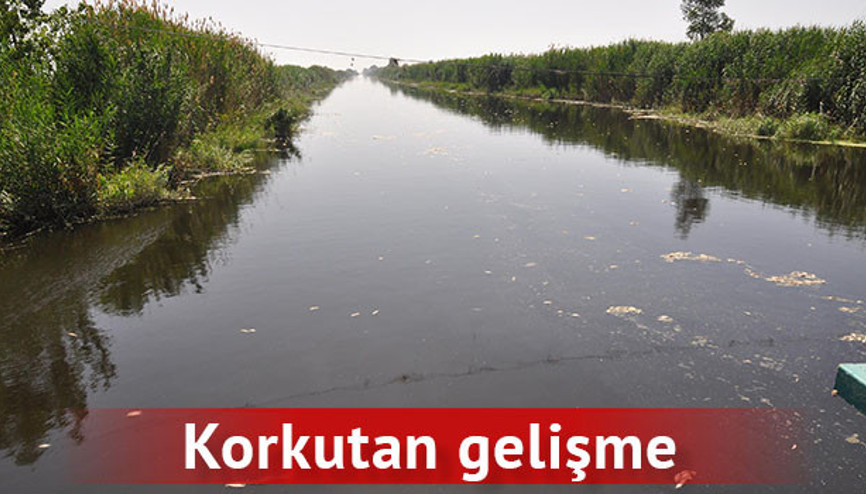 Milyonlarca balık birden öldü... Martılar telef oldu Milyonlarca balık birden öldü... Martılar telef oldu