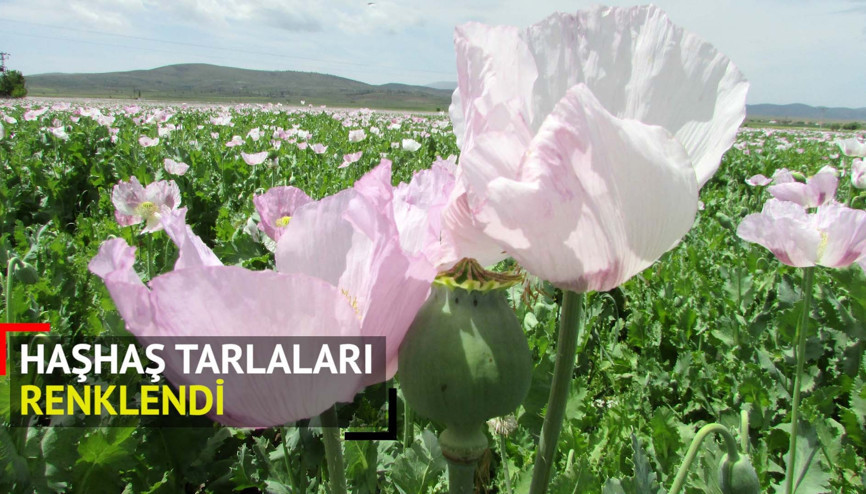 Haşhaş tarlaları tablo gibi