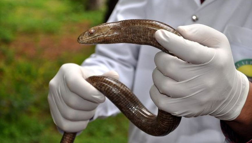 Bahçeşehirliler panikte... Yılan sanılıp öldürülüyor ama...
