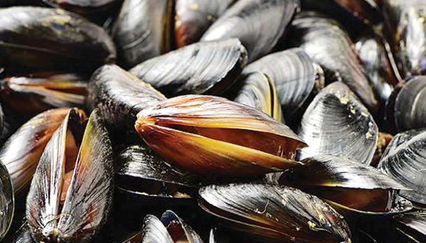 Ağrı kesicili midye alarmı