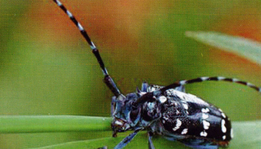 Drakula Trabzonda ortaya çıktı