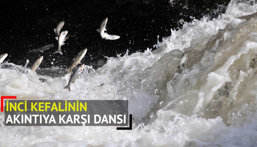 İnci kefalinin akıntıya karşı dansı