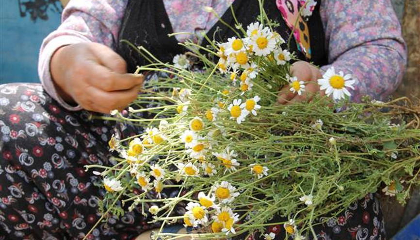 Papatya geçim kaynakları oldu
