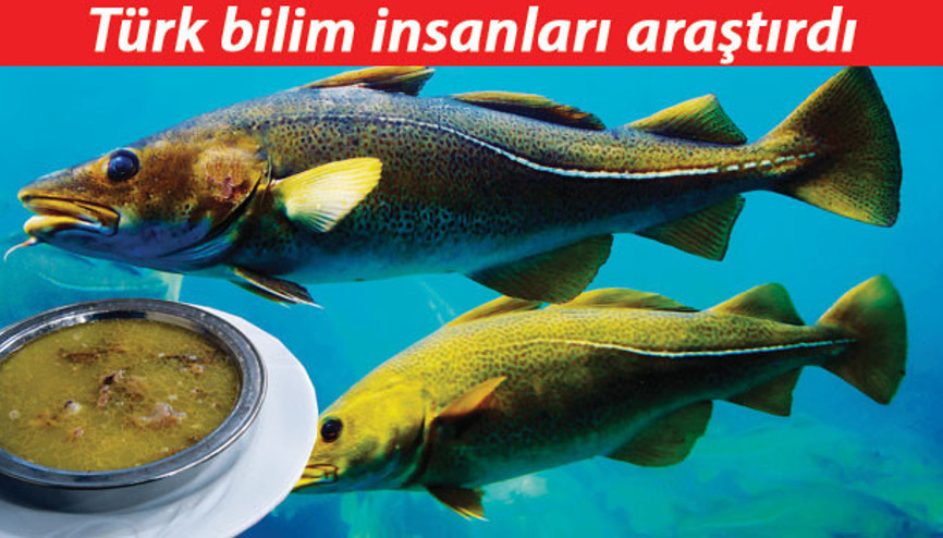 Paçayı bırak morinaya bak