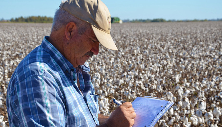 Aydın’da 1000 pamuk çiftçisi aranıyor Aydın’da 1000 pamuk çiftçisi aranıyor