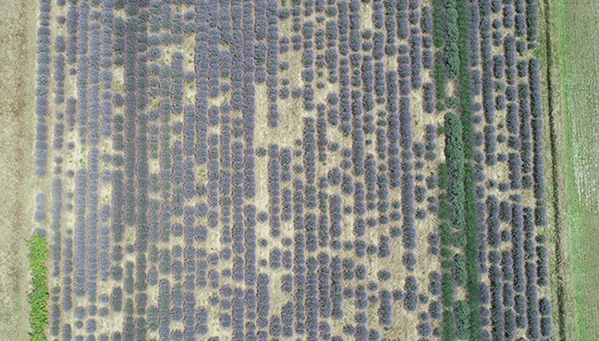 Topraklar leylak rengine büründü: Litresi tam 100 avro