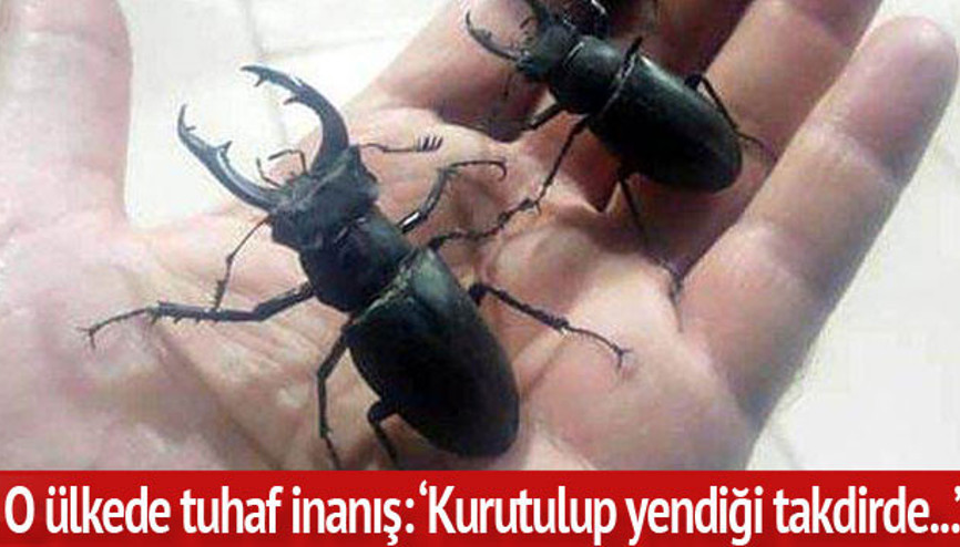 Amanoslarda yaşıyor, internette 15 bin TLye satılıyor