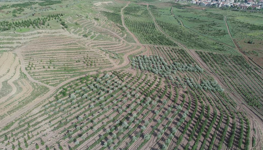 AOÇ’ye 2.1 milyon fidan