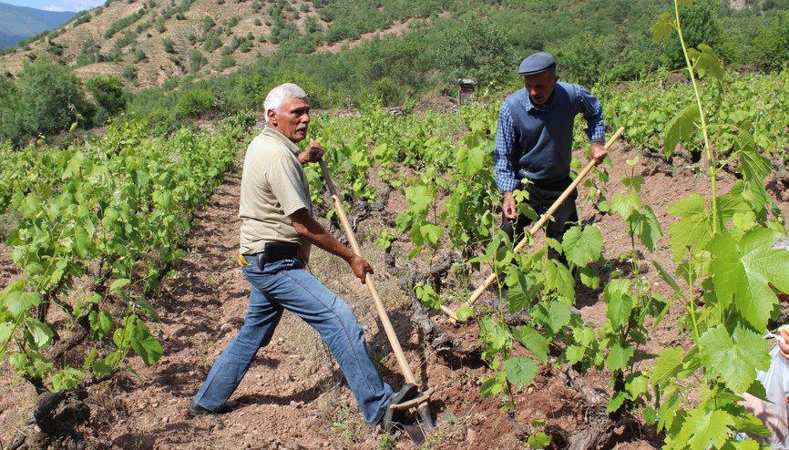 Meyvesinin 10 katı fiyatına satılıyor Alabilmek için rezervasyon yaptırıyorlar