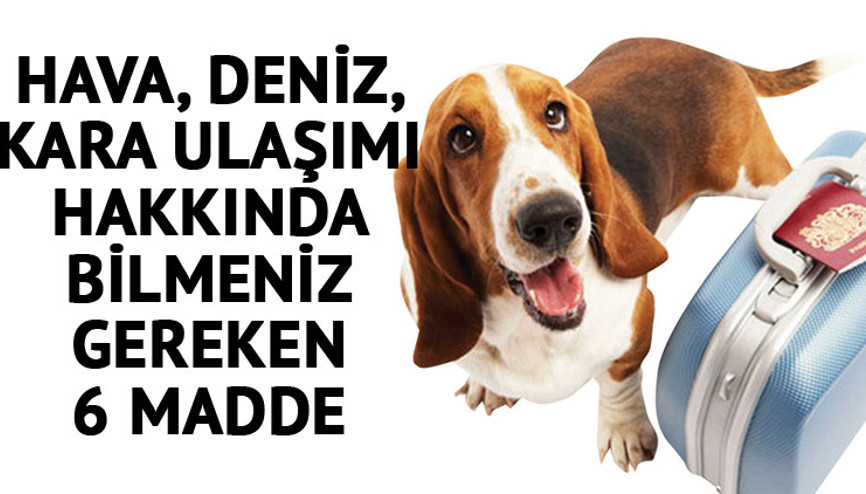 Evcil hayvanla nasıl seyahat ederiz Evcil hayvanla nasıl seyahat ederiz