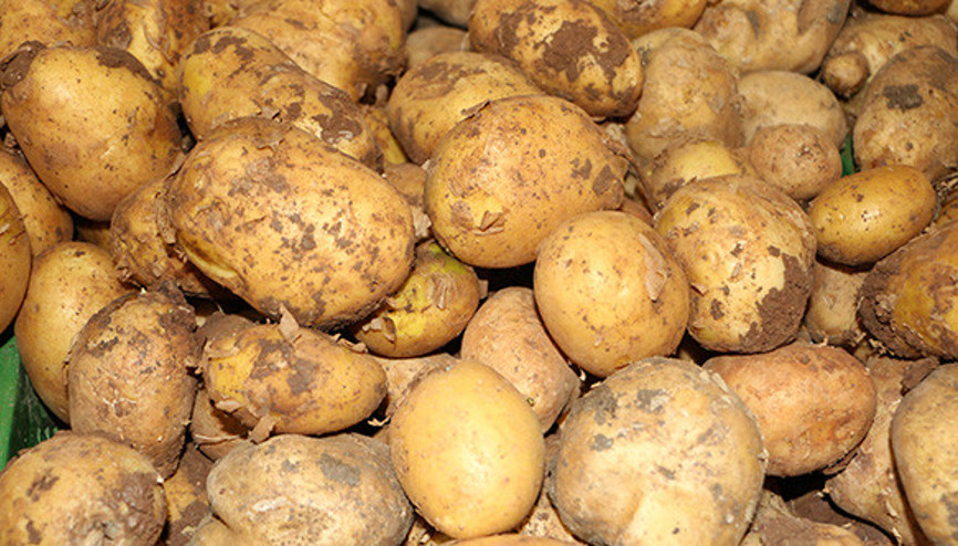 Bakan Fakıbabadan patates açıklaması