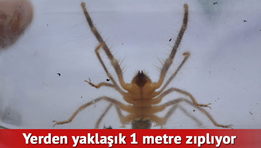 Korkulan oldu... Batıda görüldü