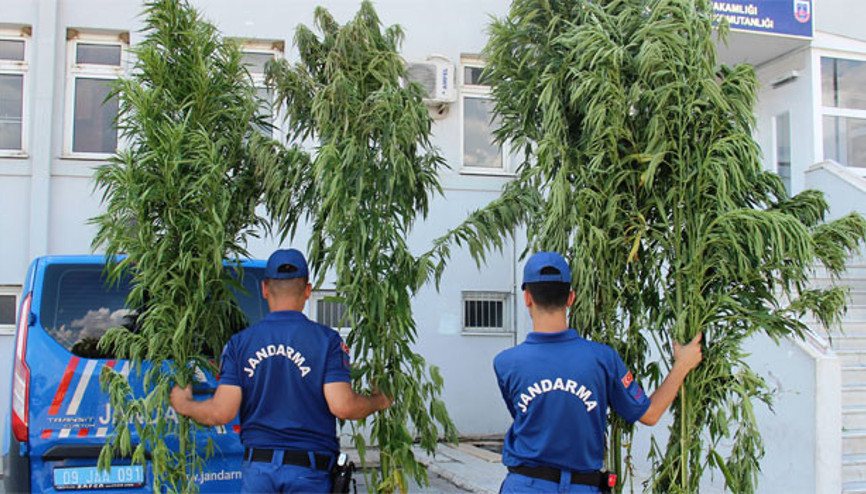 Boyları 4 metre... Gören gözlerine inanamadı