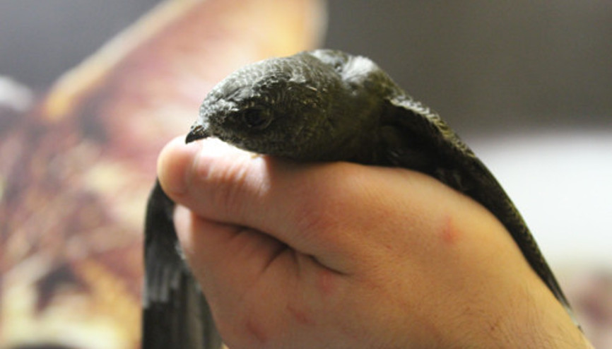 Hiç yere inmeyen Ebabil bahçeye düştü