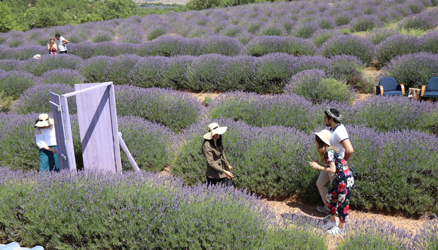 Türkiyenin yeni gözdesi lavanta ve Salda