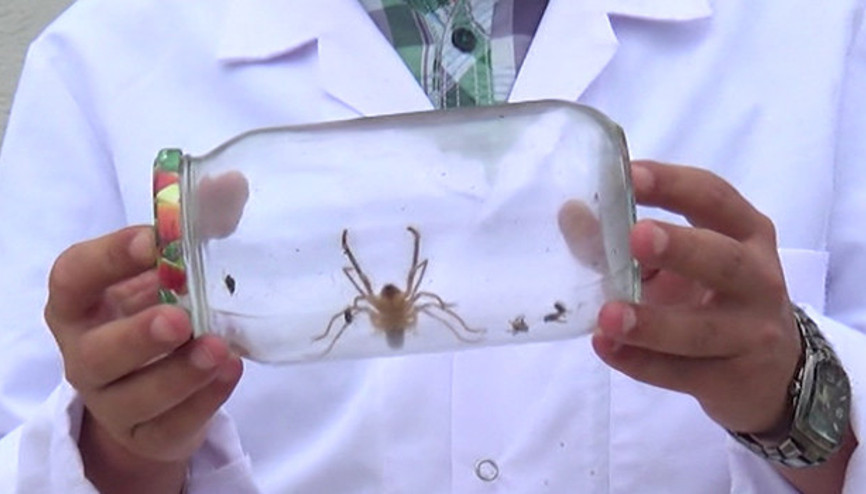 Et yiyen örümcek Bilecikte görüldü