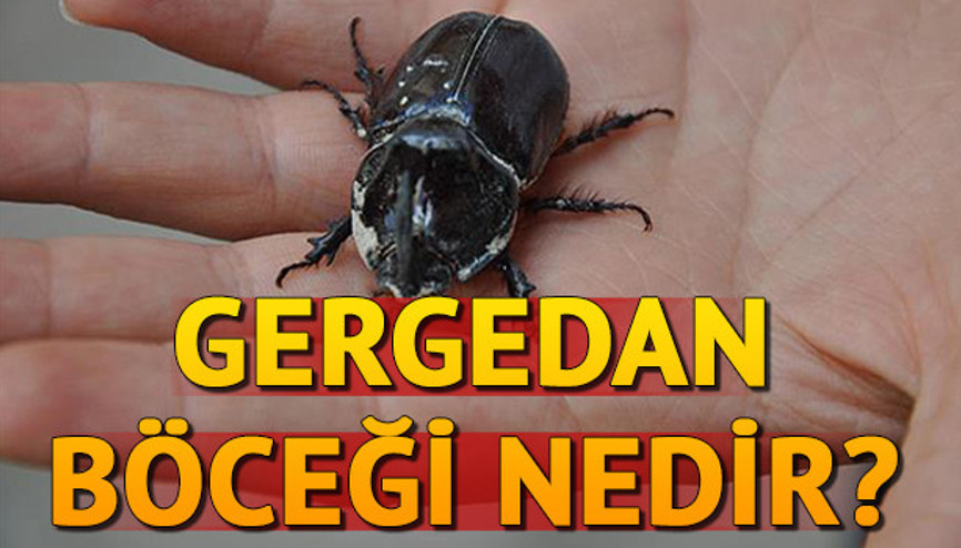 Gergedan böceği nedir Gergedan böceği ne yer