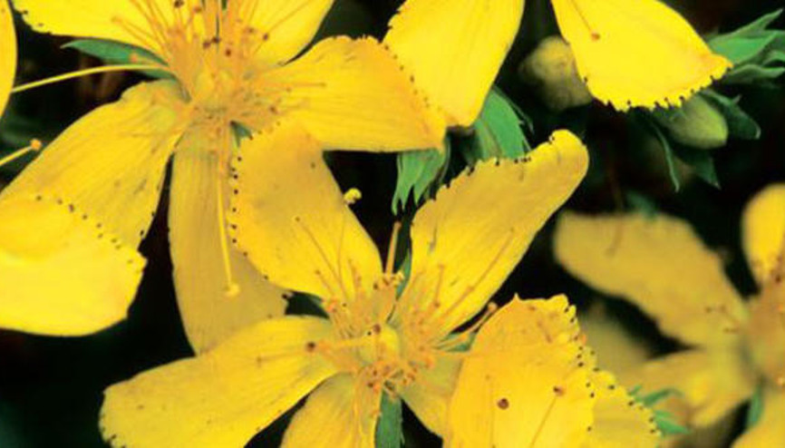 Kantaron yağının faydaları nelerdir