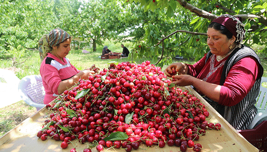 Çiftçinin kabusu tarım zararlıları