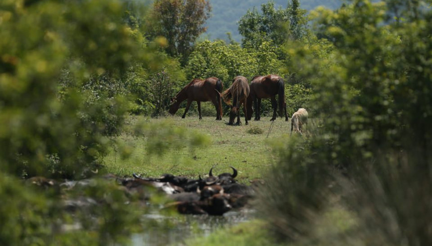 Karacabey Longozunun asırlık misafirleri